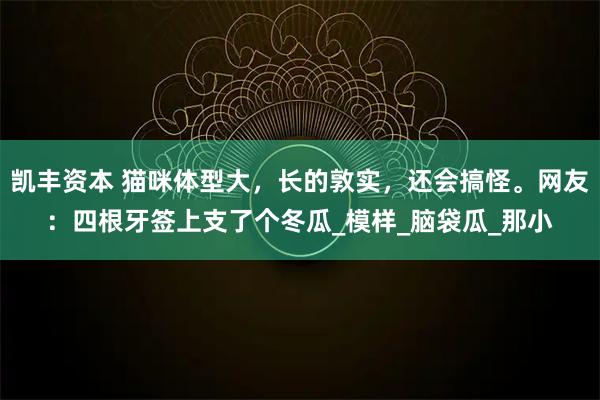 凯丰资本 猫咪体型大，长的敦实，还会搞怪。网友：四根牙签上支了个冬瓜_模样_脑袋瓜_那小